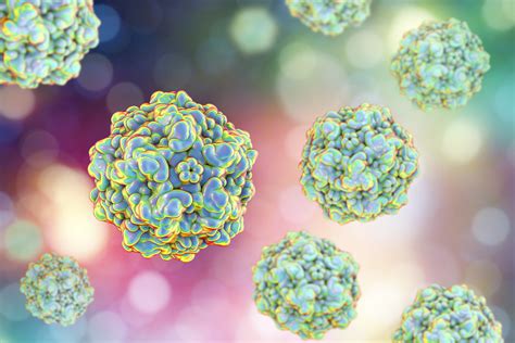 Canine Parvovirus .